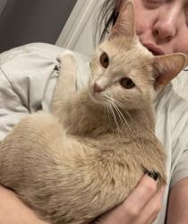 Lost Female Cat last seen Kirkleigh road and Merritt blvd , Dundalk, MD 21222