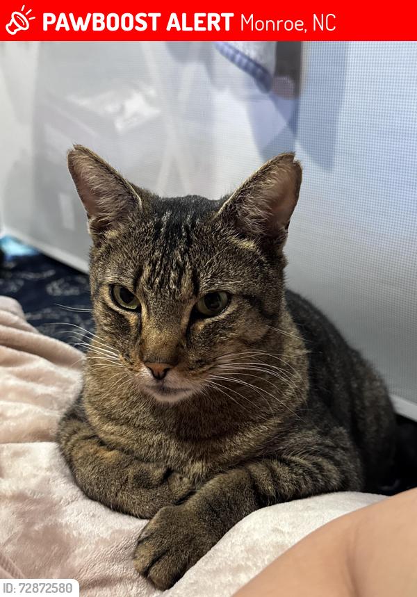 Lost Male Cat last seen Wolf pond rd., Monroe, NC 28112