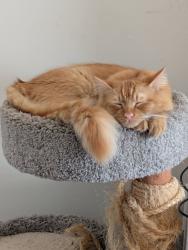 Lost Male Cat last seen r and Kerri Dawn , Locust, NC 28097