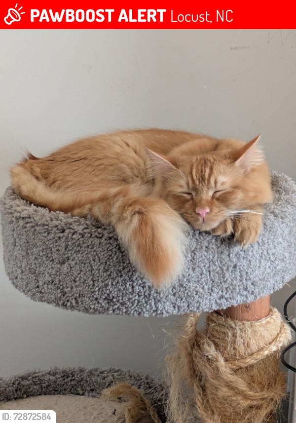 Lost Male Cat last seen r and Kerri Dawn , Locust, NC 28097