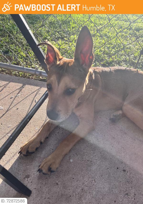 Found/Stray Female Dog last seen Hirsch road and Main Street in humble texas, Humble, TX 77338