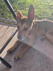 Found/Stray Female Dog last seen Hirsch road and Main Street in humble texas, Humble, TX 77338