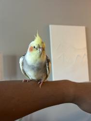 Found/Stray Unknown Bird last seen Covered Bridge Dr, Austin, TX 78749