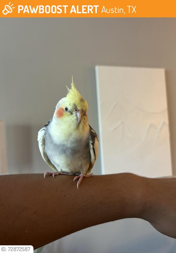 Found/Stray Unknown Bird last seen Covered Bridge Dr, Austin, TX 78749