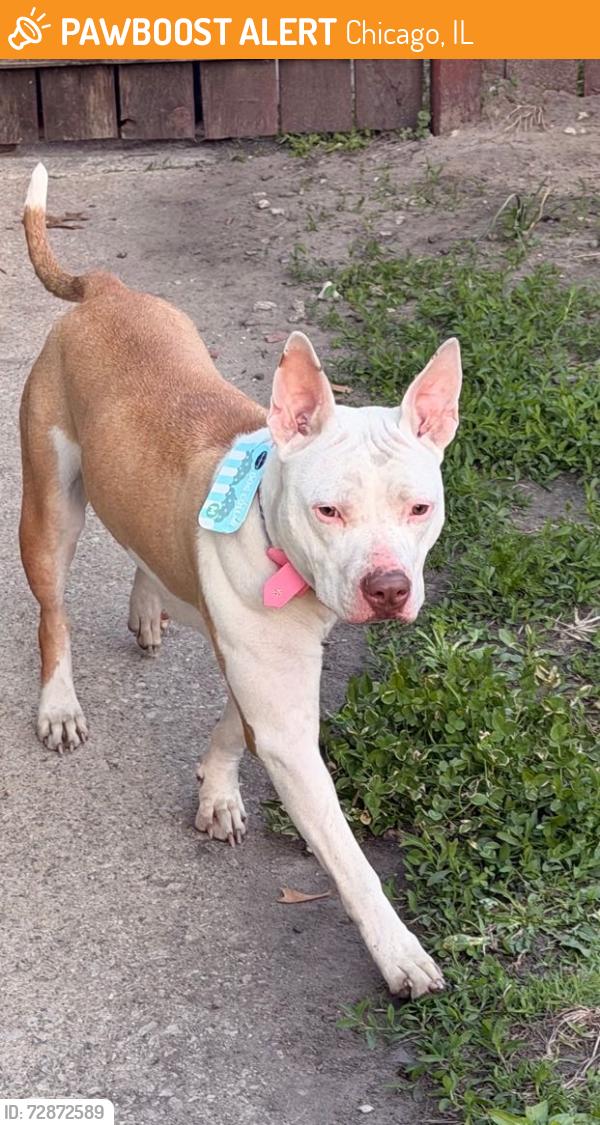 Found/Stray Female Dog last seen 79th and s Michigan Ave , Chicago, IL 60619