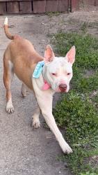 Found/Stray Female Dog last seen 79th and s Michigan Ave , Chicago, IL 60619