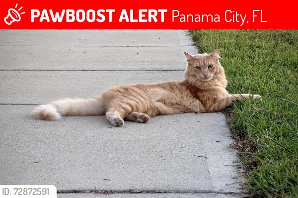 Lost Male Cat last seen Titus park , Panama City, FL 32404