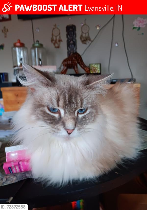Lost Female Cat last seen Near Aurora , Evansville, IN 47710