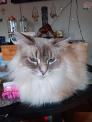Lost Female Cat last seen Near Aurora , Evansville, IN 47710