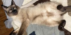Lost Male Cat last seen Calle de la independencia, presa de la amistad , Toluca de Lerdo, Méx. 