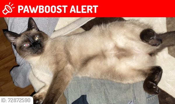 Lost Male Cat last seen Calle de la independencia, presa de la amistad , Toluca de Lerdo, Méx. 