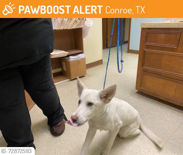 Found/Stray Male Dog last seen North thompson, Conroe, TX 77301