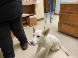 Found/Stray Male Dog last seen North thompson, Conroe, TX 77301