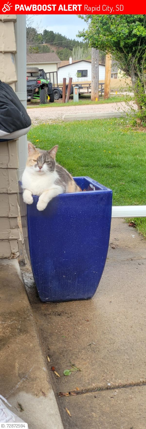 Lost Female Cat last seen JACKSON blvd Canyon Lake Dr, Rapid City, SD 57702
