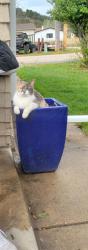 Lost Female Cat last seen JACKSON blvd Canyon Lake Dr, Rapid City, SD 57702