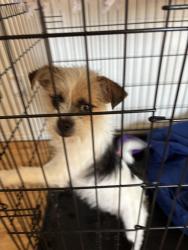 Found/Stray Female Dog last seen Sw 15th and Western , Oklahoma City, OK 73102