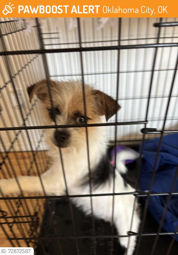 Found/Stray Female Dog last seen Sw 15th and Western , Oklahoma City, OK 73102