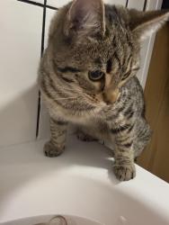Lost Female Cat last seen Warrington great sankey , Warrington, England WA5