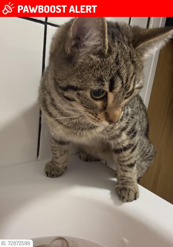 Lost Female Cat last seen Warrington great sankey , Warrington, England WA5