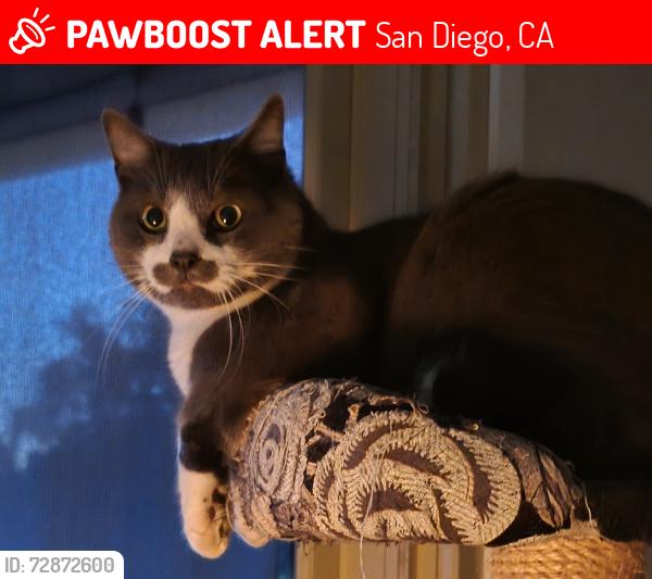 Lost Male Cat last seen Plaza Del Verona near Oaks North Golf Course, San Diego, CA 92128