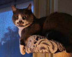Lost Male Cat last seen Plaza Del Verona near Oaks North Golf Course, San Diego, CA 92128