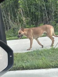 Found/Stray Female Dog last seen Waco st near highway 21 in Bryan Tx, Bryan, TX 77803