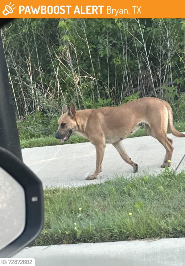 Found/Stray Female Dog last seen Waco st near highway 21 in Bryan Tx, Bryan, TX 77803