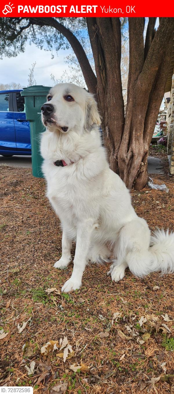 Lost Female Dog last seen 122nd nw and Morgan rd, Yukon, OK 73099
