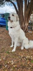 Lost Female Dog last seen 122nd nw and Morgan rd, Yukon, OK 73099