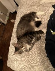 Lost Male Cat last seen 70th and simms, Arvada, CO 80004