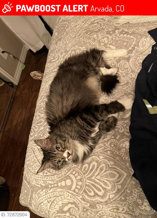 Lost Male Cat last seen 70th and simms, Arvada, CO 80004