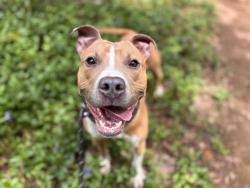 Shelter Stray Male Dog last seen CHARLOTTE, Charlotte, NC 28217
