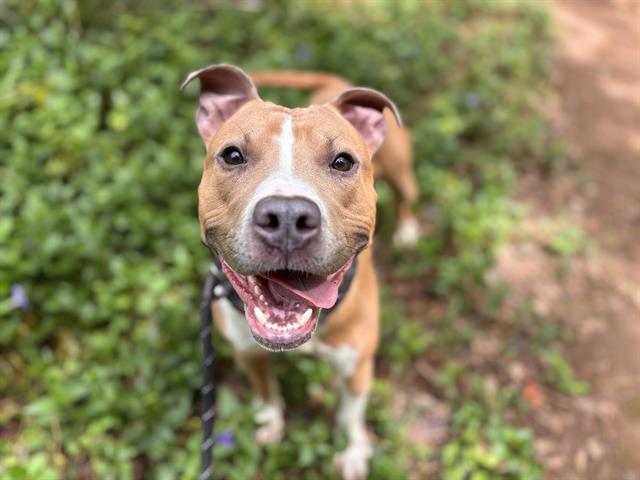 Shelter Stray Male Dog last seen CHARLOTTE, Charlotte, NC 28217