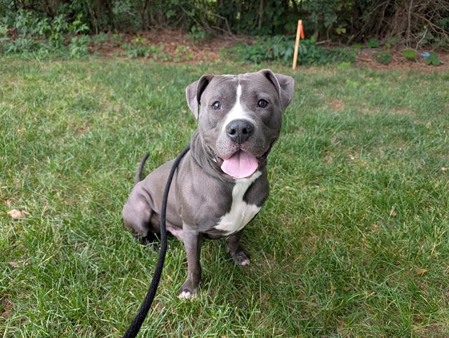 Shelter Stray Male Dog last seen CHARLOTTE, Charlotte, NC 28217