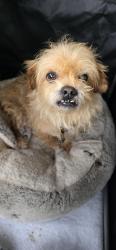 Reunited Male Dog last seen Carter Stealey, Murray County, GA 30705