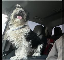 Reunited Female Dog last seen near coleman , Las Vegas, NV 89108