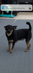Found/Stray Male Dog last seen Found him at Harvey Dee Mathis Park off of Florida Ave, Panama City, FL 32412