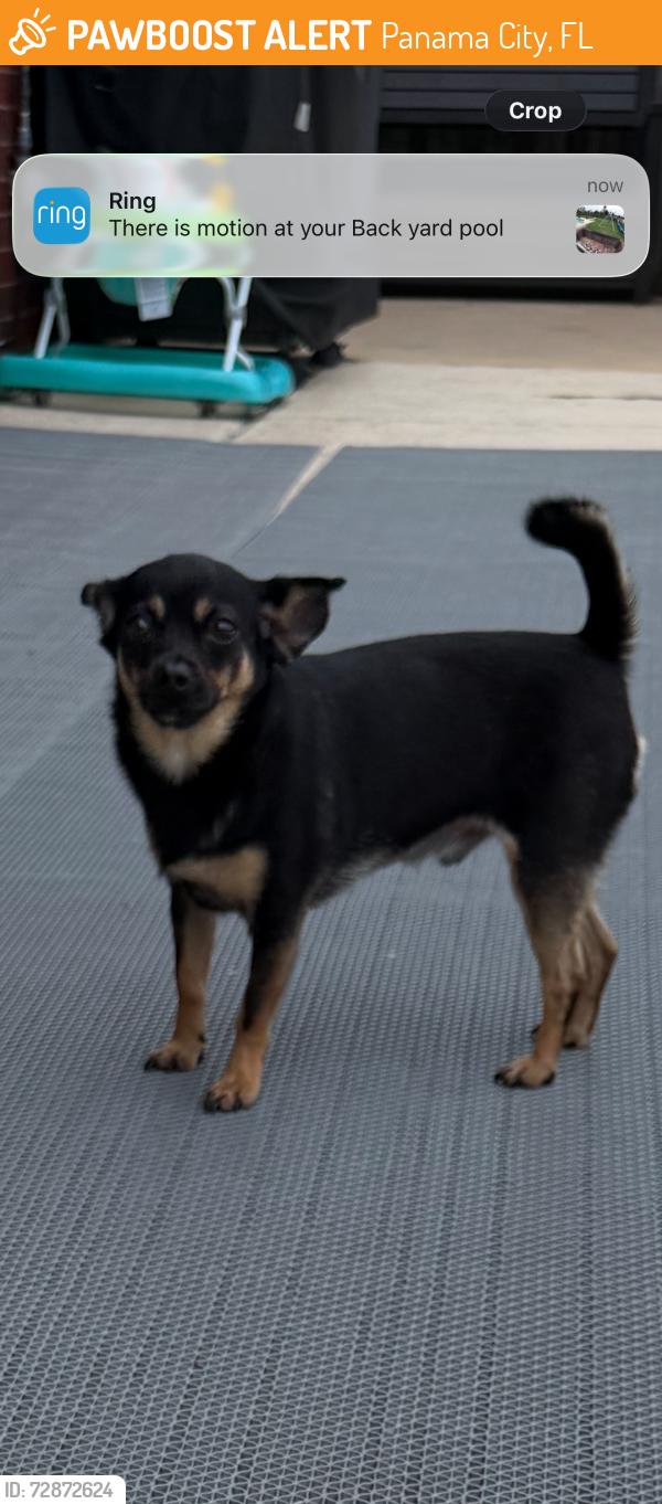 Found/Stray Male Dog last seen Found him at Harvey Dee Mathis Park off of Florida Ave, Panama City, FL 32412