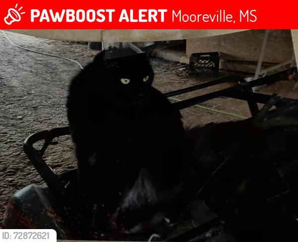Lost Female Cat last seen Near County Road 1349 ( Possum Trot Road) Mooreville,MS , Mooreville, MS 38857