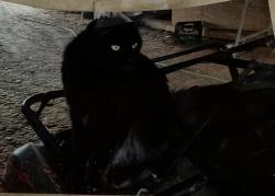 Lost Female Cat last seen Near County Road 1349 ( Possum Trot Road) Mooreville,MS , Mooreville, MS 38857