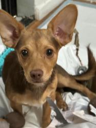 Lost Female Dog last seen Hayes ave, San Jose, CA 95123