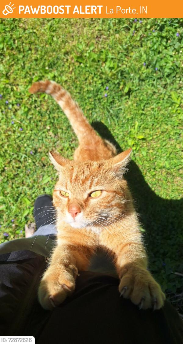 Found/Stray Unknown Cat last seen Osborne and Indiana, Boston Middle School, La Porte, IN 46350