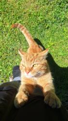 Found/Stray Unknown Cat last seen Osborne and Indiana, Boston Middle School, La Porte, IN 46350