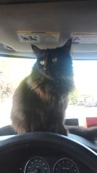 Lost Female Cat last seen Was last seen at  off of acacia st, hasn't returned all day yesterday or this morning, Boise, ID 83709