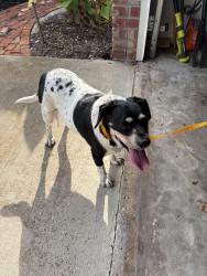 Found/Stray Male Dog last seen 13th Ave sw and maple st, Largo, FL 33770