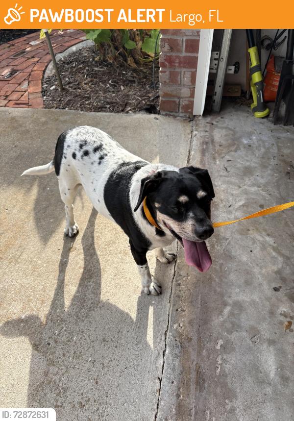 Found/Stray Male Dog last seen 13th Ave sw and maple st, Largo, FL 33770