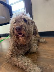 Found/Stray Male Dog last seen Cedar Park, off Nesbitt Dr., Nashville, TN 37207