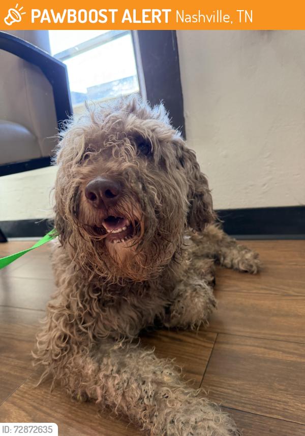 Found/Stray Male Dog last seen Cedar Park, off Nesbitt Dr., Nashville, TN 37207