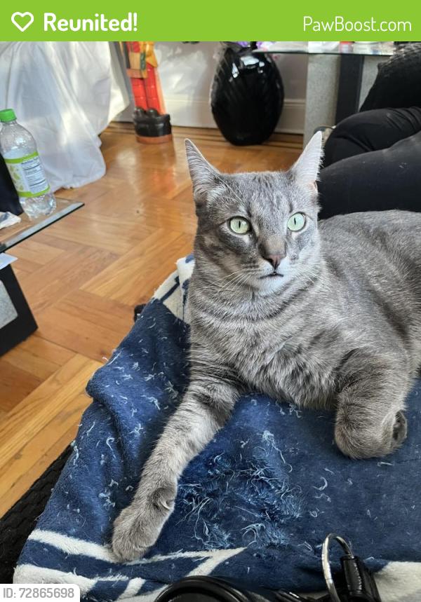 Reunited Male Cat last seen Bay 10th & 86th Street, Brooklyn, NY 11228