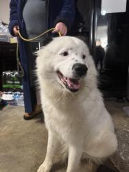 Found/Stray Male Dog last seen 51st and Lewis, Tulsa, OK 74105